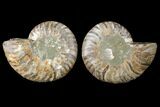 Sliced Ammonite Fossil - Agatized #125007-1